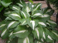 /album/fotogaleria/hosta-jpg/
